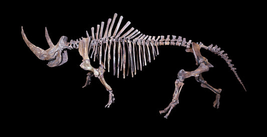 Extinct Woolly Rhinoceros Bones Glossy Poster Picture Photo Print Banner Booma Prints