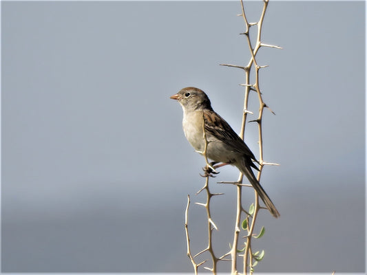 Worthen'S Sparrow Bird Mexico Glossy Poster Picture Photo Print Banner Booma Prints
