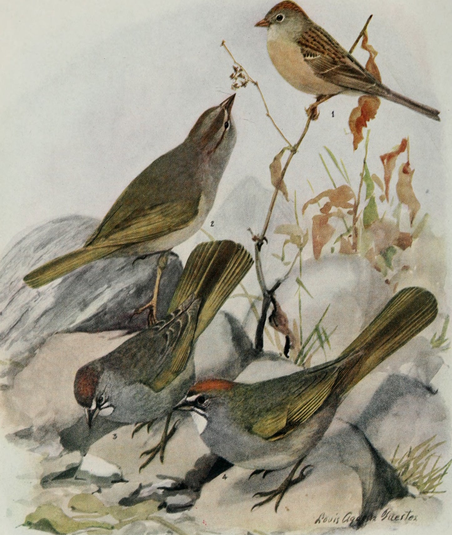 Worthen'S Sparrow Birds Glossy Poster Picture Photo Print Banner Booma Prints