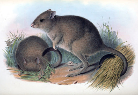 Woyle Brush Tailed Bettong Glossy Poster Picture Photo Print Banner Booma Prints