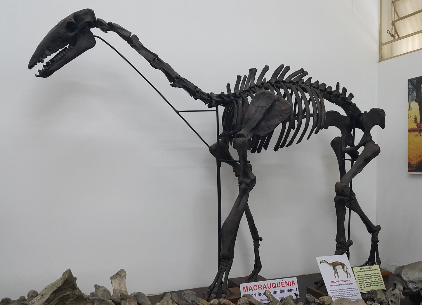 Extinct Xenorhinotherium Bones Glossy Poster Picture Photo Print Banner Booma Prints