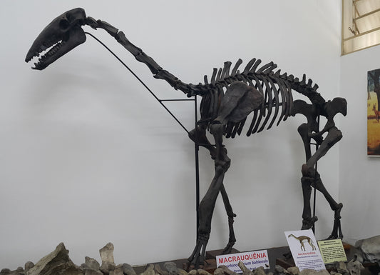 Extinct Xenorhinotherium Bones Glossy Poster Picture Photo Print Banner Booma Prints