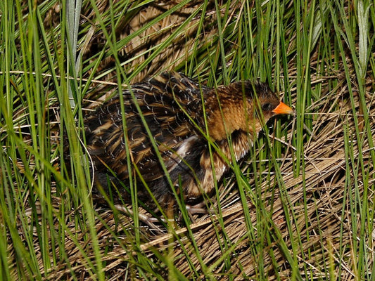 Yellow Rail Bird Glossy Poster Picture Photo Print Banner Booma Prints