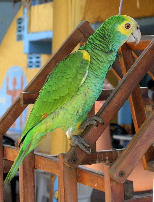Yellow Shouldered Amazon Bird Glossy Poster Picture Photo Print Banner Booma Prints