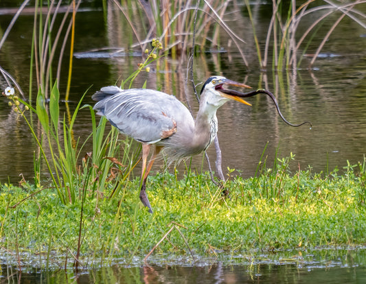 Great Blue Heron Wading Bird Glossy Poster Picture Photo Print Banner Booma Prints