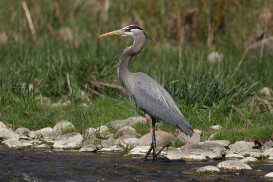 Great Blue Heron Bird Water Glossy Poster Picture Photo Print Banner Booma Prints