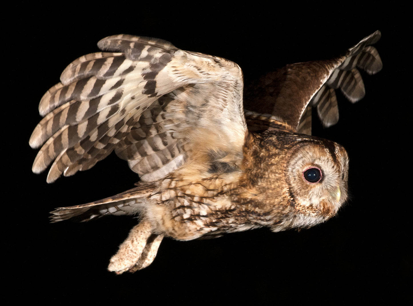 Flying Tawny Owl Glossy Poster Picture Photo Print Banner Booma Prints