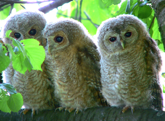 Tawny Owl Owlet Chicks Glossy Poster Picture Photo Print Banner Booma Prints