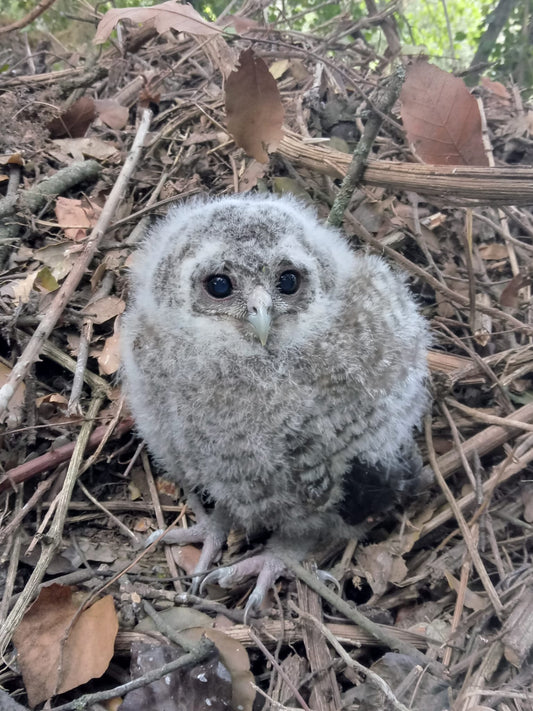 Tawny Owl Chick Owlet In Nest Glossy Poster Picture Photo Print Banner Booma Prints