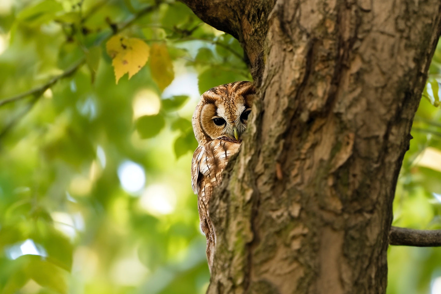 Tawny Owl In Tree Glossy Poster Picture Photo Print Banner Booma Prints