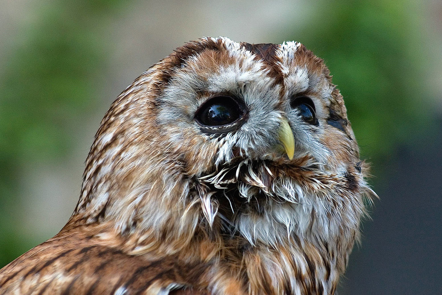 Tawny Owl European Bird Of Prey Glossy Poster Picture Photo Print Banner Booma Prints