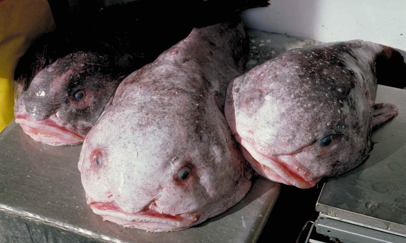 Blob Fish Australia Glossy Poster Picture Photo Print Banner Booma Prints