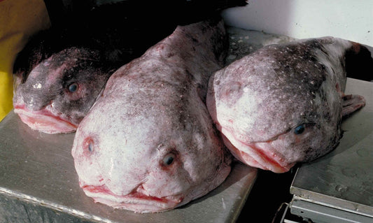 Blob Fish Australia Glossy Poster Picture Photo Print Banner Booma Prints