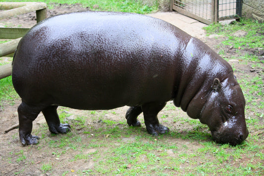 Pygmy Hippopotamus Hippo Glossy Poster Picture Photo Print Banner Booma Prints