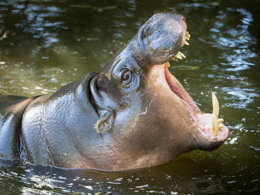 Pygmy Hippopotamus Hippo Mouth Glossy Poster Picture Photo Print Banner Booma Prints