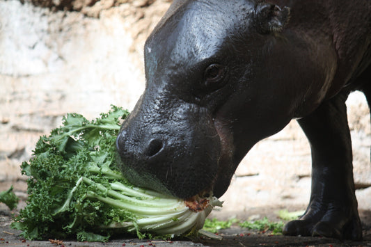 Pygmy Hippopotamus Hippo Eating Glossy Poster Picture Photo Print Banner Booma Prints