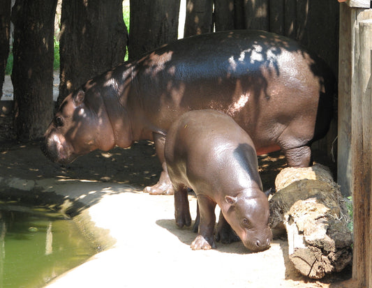 Pygmy Hippopotamus Baby Moo Deng Glossy Poster Picture Photo Print Banner Booma Prints