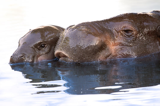 Pygmy Hippopotamus Swimming Hippo Glossy Poster Picture Photo Print Banner Booma Prints