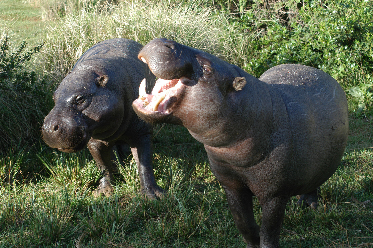 Pygmy Hippopotamus Hippos Grass Glossy Poster Picture Photo Print Banner Booma Prints
