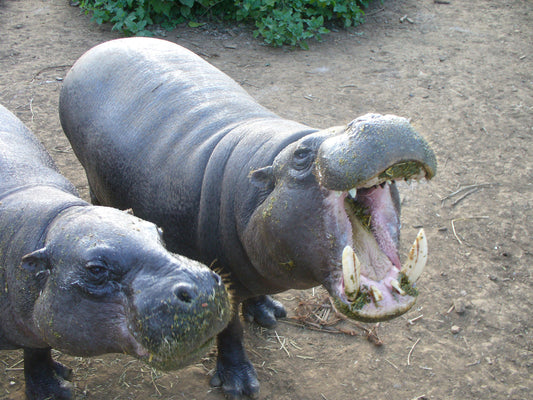 Pygmy Hippopotamus Moo Deng Hippo Glossy Poster Picture Photo Print Banner Booma Prints