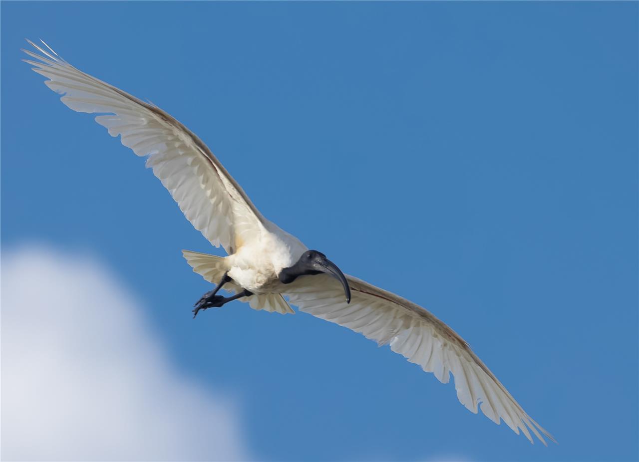 Black Headed Ibis Oriental White Glossy Poster Picture Photo Print Banner Booma Prints
