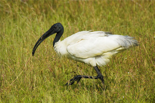 Black Headed Ibis Wading Bird Glossy Poster Picture Photo Print Banner Booma Prints