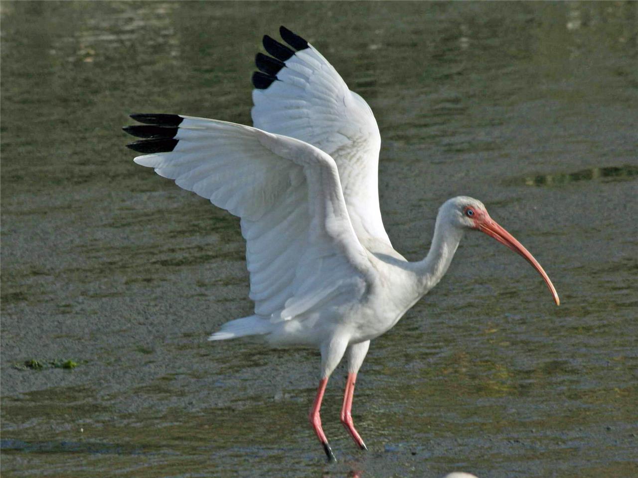 American White Ibis Bird Glossy Poster Picture Photo Print Banner Booma Prints