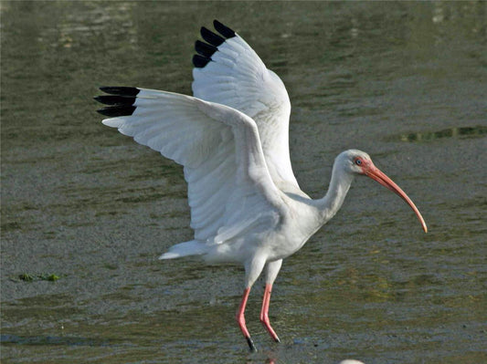American White Ibis Bird Glossy Poster Picture Photo Print Banner Booma Prints
