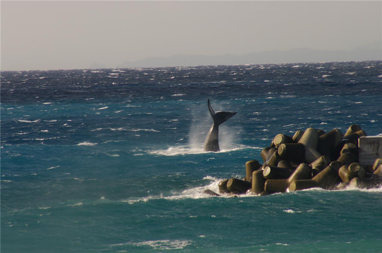 North Pacific Right Whale Tail Glossy Poster Picture Photo Print Banner Booma Prints