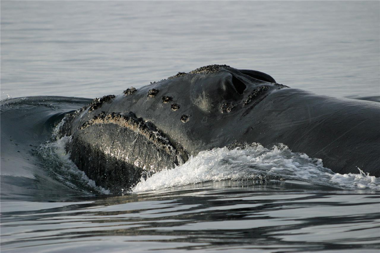 North Pacific Right Whale Glossy Poster Picture Photo Print Banner Booma Prints