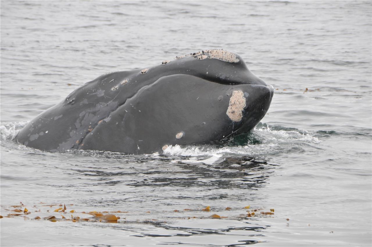 North Pacific Right Baleen Whale Glossy Poster Picture Photo Print Banner Booma Prints