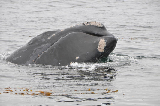 North Pacific Right Baleen Whale Glossy Poster Picture Photo Print Banner Booma Prints