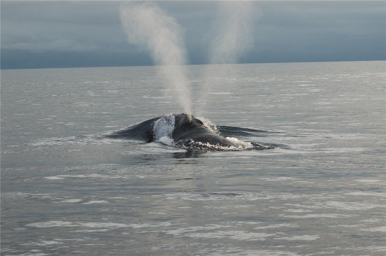 Rare North Pacific Right Whale Glossy Poster Picture Photo Print Banner Booma Prints