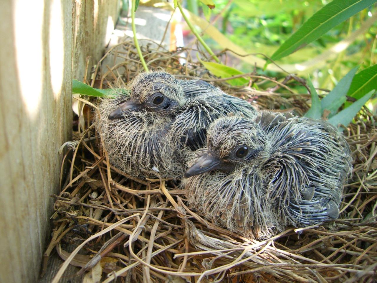 Mourning Dove Squabs In Nest Glossy Poster Picture Photo Print Banner 9757 Booma Prints