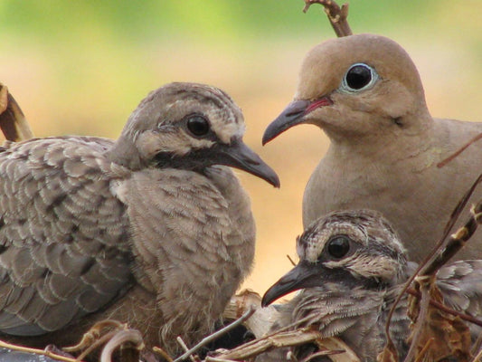 Mourning Dove Bird Squabs In Nest Glossy Poster Picture Photo Print Banner 9758 Booma Prints