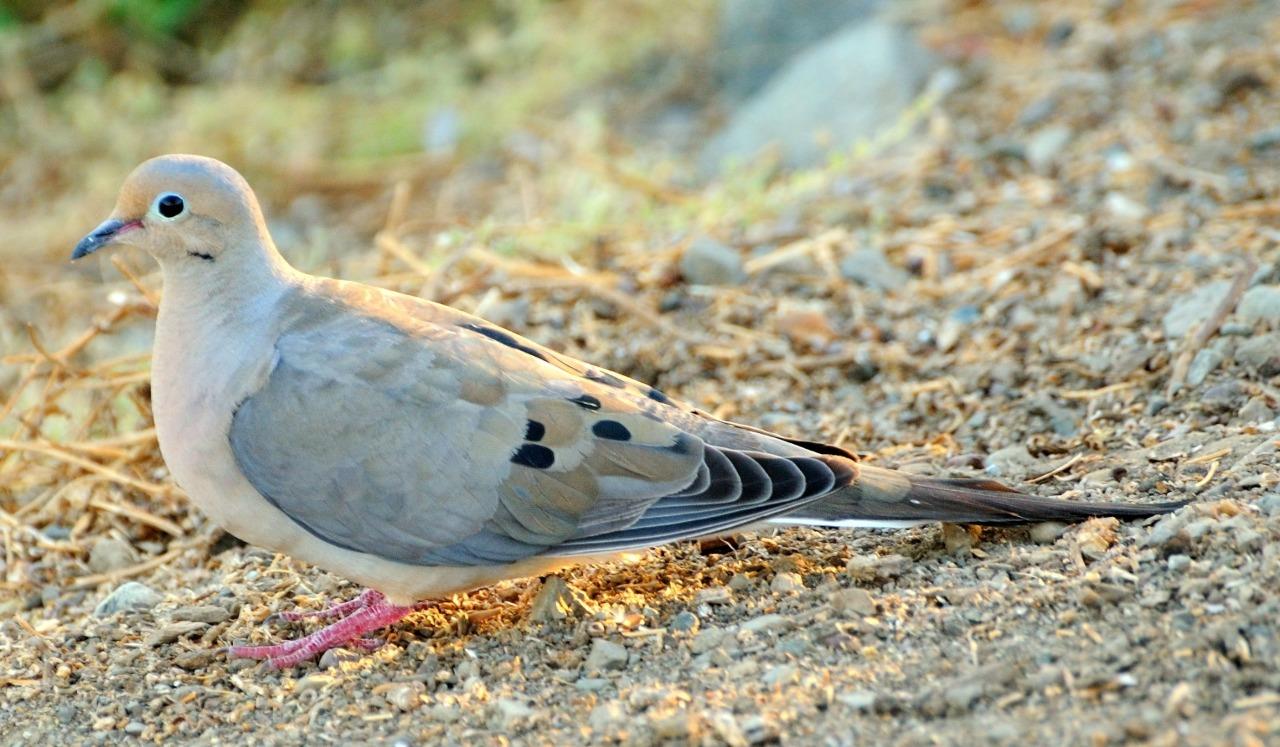Mourning Dove Turtle Dove Glossy Poster Picture Photo Print Banner 9759 Booma Prints