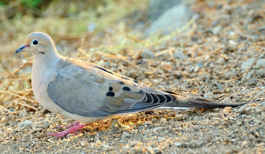 Mourning Dove Turtle Dove Glossy Poster Picture Photo Print Banner 9759 Booma Prints