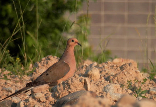 Mourning Dove Bird Turtle Dove Glossy Poster Picture Photo Print Banner 9760 Booma Prints