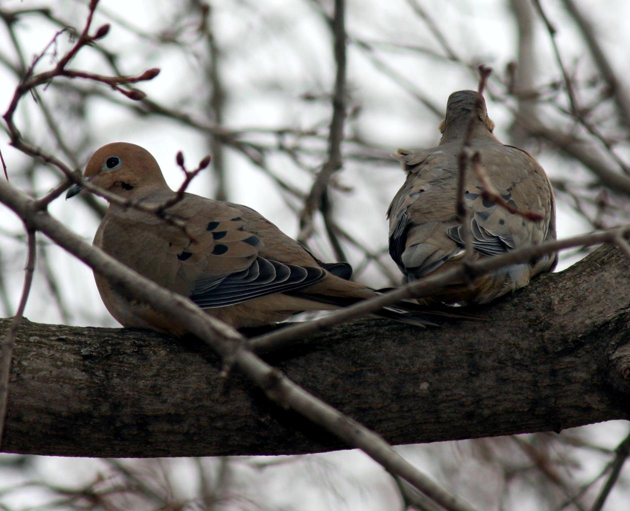 Mourning Dove Rain Dove Glossy Poster Picture Photo Print Banner 9762 Booma Prints