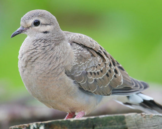 Mourning Dove Rain Dove Bird Glossy Poster Picture Photo Print Banner 9763 Booma Prints
