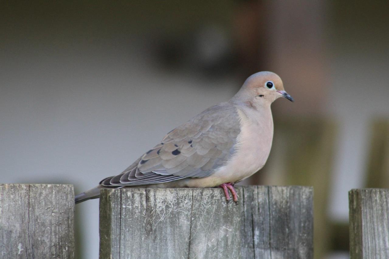 Mourning Dove Bird Perched Glossy Poster Picture Photo Print Banner 9764 Booma Prints