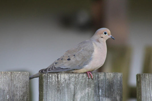 Mourning Dove Bird Perched Glossy Poster Picture Photo Print Banner 9764 Booma Prints