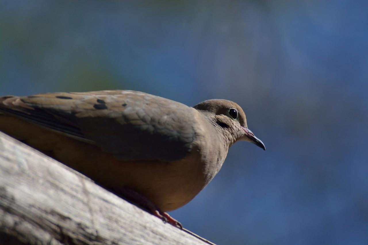 American Mourning Dove Bird Glossy Poster Picture Photo Print Banner 9761 Booma Prints