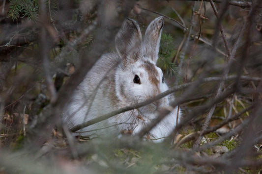 Arctic Hare Glossy Poster Picture Photo Print Banner Lagomorph Booma Prints
