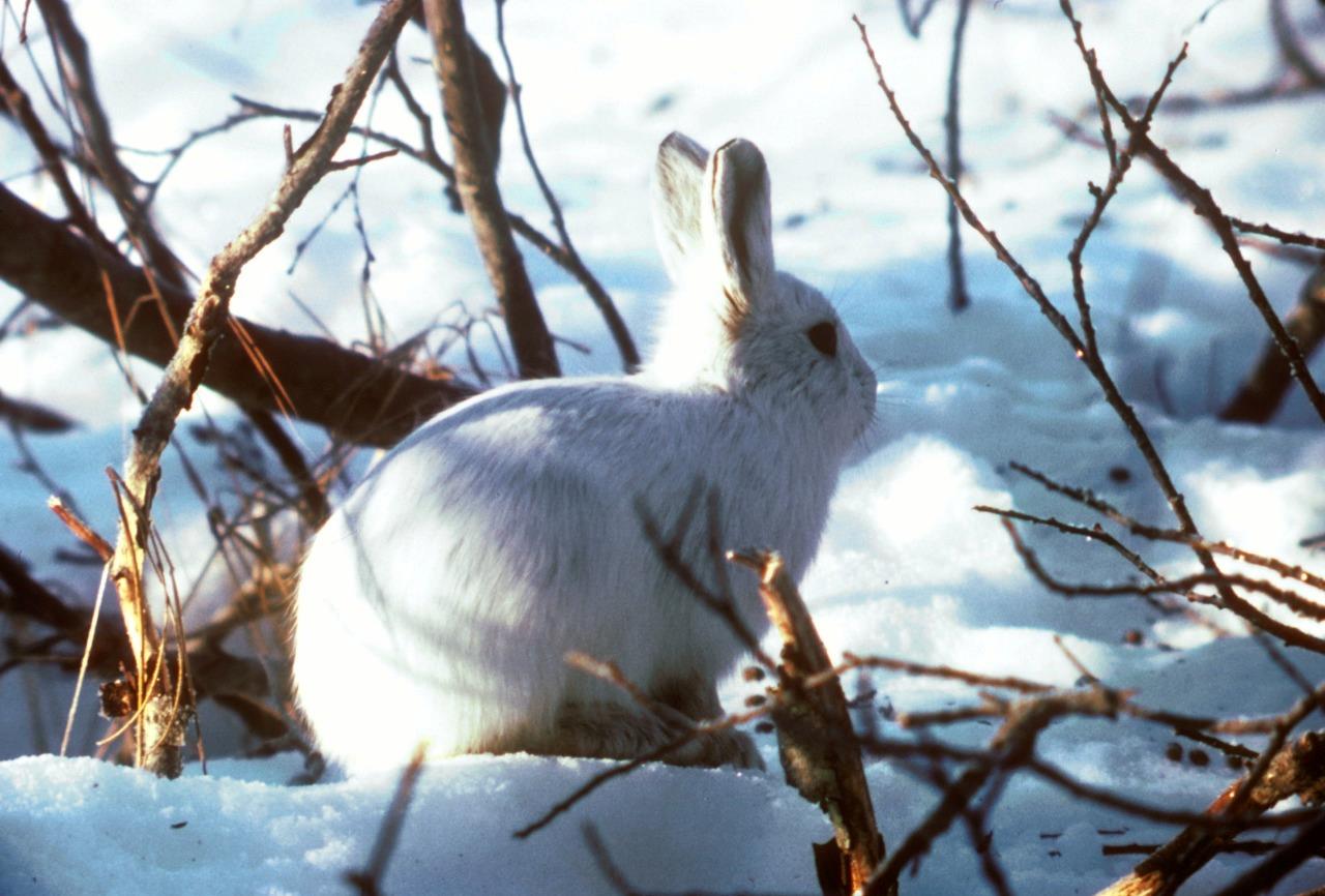 Arctic Hare Glossy Poster Picture Photo Print Banner Tundra Cold Booma Prints