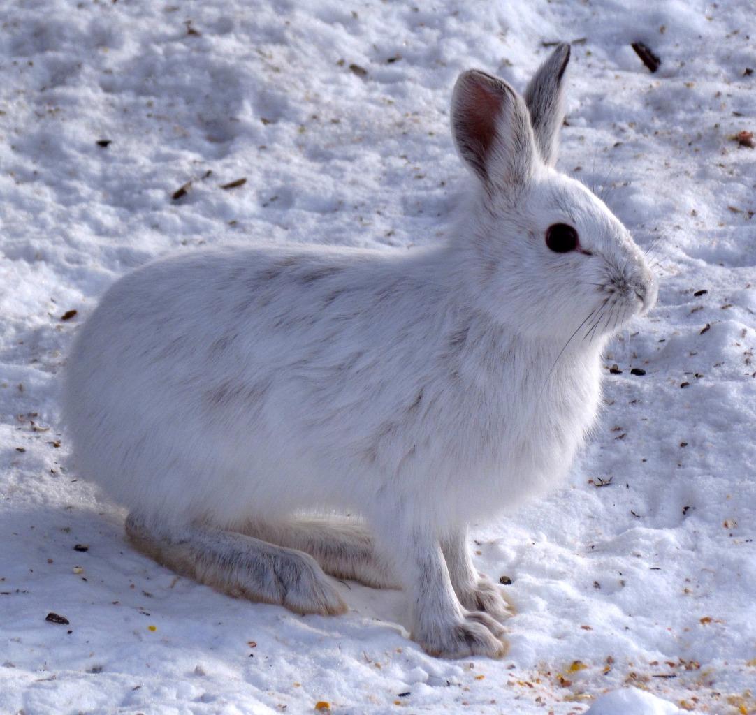 Arctic Hare Glossy Poster Picture Photo Print Banner Icy Canada Booma Prints