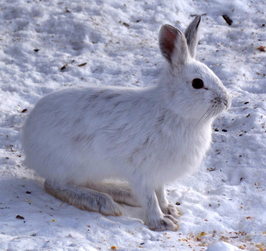 Arctic Hare Glossy Poster Picture Photo Print Banner Icy Canada Booma Prints