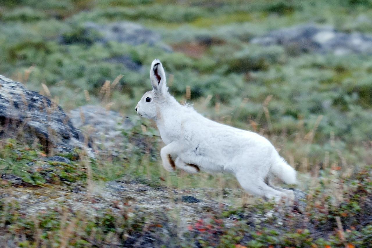 Arctic Hare Greenland Glossy Poster Picture Photo Print Banner Booma Prints