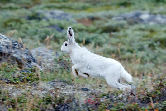 Arctic Hare Greenland Glossy Poster Picture Photo Print Banner Booma Prints