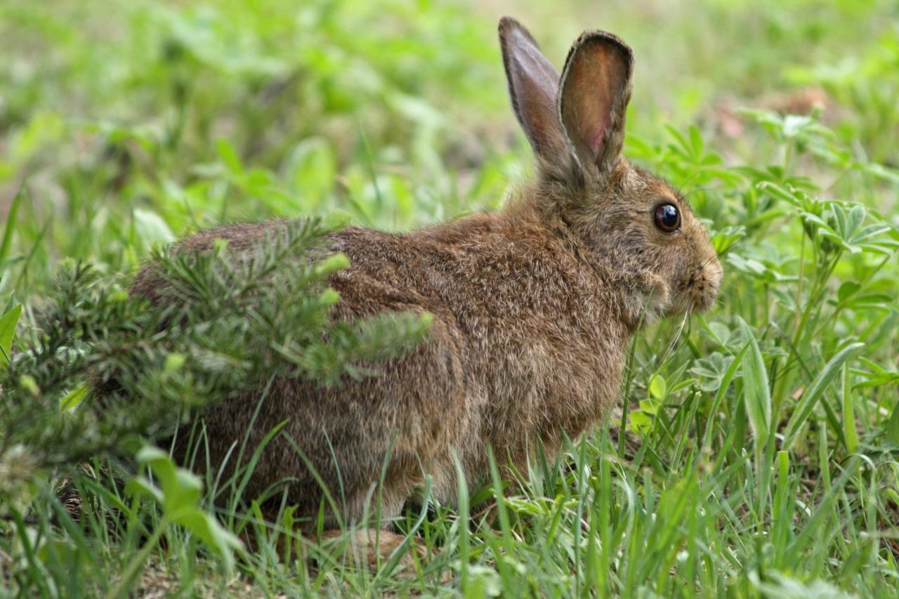 Arctic Hare Summer Coat Glossy Poster Picture Photo Print Banner Booma Prints